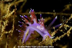 Flabellina affinis feeding, shot with Canon EOS 350D in I... by Joao Pedro Tojal Loia Soares Silva 